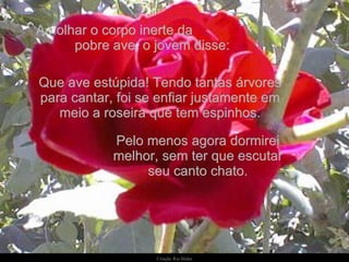 Ao olhar o corpo inerte da  pobre ave, o jovem disse: Pelo menos agora dormirei melhor, sem ter que escutar seu canto chato. Que ave estúpida! Tendo tantas árvores para cantar, foi se enfiar justamente em meio a roseira que tem espinhos. 