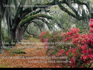 Um dia, o jovem se apaixonou. Mas, ao se declarar, sua amada impôs uma  condição para retribuir seu amor:  que na manhã seguinte ele lhe trouxesse  a mais linda rosa vermelha. 