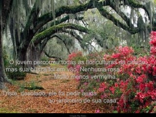 Criação   Ria Slides . O jovem percorreu todas as floriculturas da cidade, mas sua busca foi em vão. Nenhuma rosa...  Muito menos vermelha.  Triste, desolado, ele foi pedir ajuda  ao jardineiro de sua casa. 