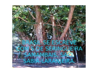 BRASIL SE ESCREVE COM S DE SERINGUEIRA SAMAMBAIS, SACI, SABIÁ-LARANJEIRA. 