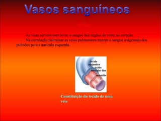 Veias  As veias servem para levar o sangue dos órgãos de volta ao coração.  Na circulação pulmonar as veias pulmonares trazem o sangue oxigenado dos pulmões para a aurícula esquerda. Constituição do tecido de uma veia   