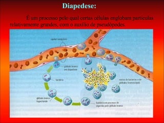É um processo pelo qual certas células englobam partículas relativamente grandes, com o auxílio de pseudópodes. Diapedese:   