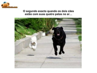 O segundo exacto quando os dois cães estão com suas quatro patas no ar… 