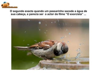 O segundo exacto quando um passarinho sacode a água de sua cabeça, e parecia ser  o actor do filme  “O exorcista” ... 