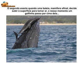 O segundo exacto quando uma baleia, mam ífero afinal, decide subir à superfície para tomar ar, e nesse momento um golfinho passa por cima dela... 