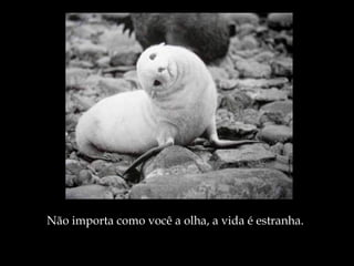 Não importa como você a olha, a vida é estranha. 