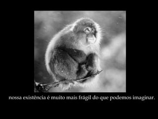 nossa existência é muito mais frágil do que podemos imaginar. 