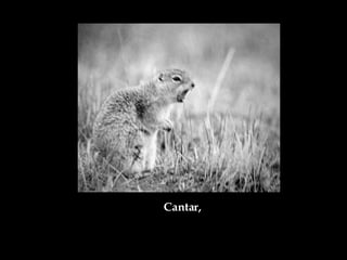 Cantar, 