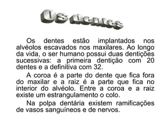 Os dentes estão implantados nos alvéolos escavados nos maxilares. Ao longo da vida, o ser humano possui duas dentições sucessivas: a primeira dentição com 20 dentes e a definitiva com 32.  A coroa é a parte do dente que fica fora do maxilar e a raiz é a parte que fica no interior do alvéolo. Entre a coroa e a raiz existe um estrangulamento o colo. Na polpa dentária existem ramificações de vasos sanguíneos e de nervos. Os dentes 