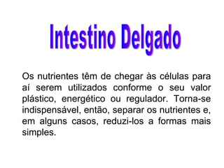 Os nutrientes têm de chegar às células para aí serem utilizados conforme o seu valor plástico, energético ou regulador. Torna-se indispensável, então, separar os nutrientes e, em alguns casos, reduzi-los a formas mais simples. Intestino Delgado 