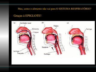 Mas, como o alimento não vai para O SISTEMA RESPIRATÓRIO? Graças à EPIGLOTE! 