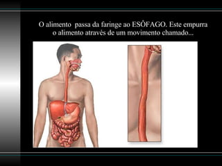 O alimento  passa da faringe ao ESÔFAGO. Este empurra o alimento através de um movimento chamado... 
