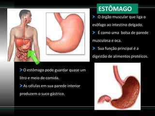 ESTÔMAGO O órgão muscular que liga o esôfago ao intestino delgado. É como uma  bolsa de parede musculosa e oca. Sua função principal é a digestão de alimentos protéicos.  O estômago pode guardar quase um litro e meio de comida. As células em sua parede interior produzem o suco gástrico. 