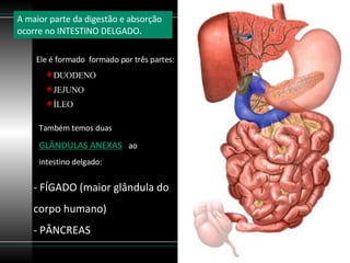 A maior parte da digestão e absorção  ocorre no INTESTINO DELGADO . Ele é formado  formado por três partes: DUODENO JEJUNO ÍLEO Também temos duas  GLÂNDULAS ANEXAS   ao intestino delgado: FÍGADO (maior glândula do corpo humano) PÂNCREAS 