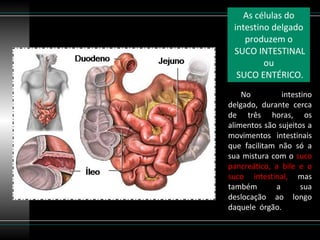 No intestino delgado, durante cerca de três horas, os alimentos são sujeitos a movimentos intestinais que facilitam não só a sua mistura com o  suco pancreático, a bile e o suco intestinal,  mas também a sua deslocação ao longo daquele  órgão . As células do intestino delgado produzem o SUCO INTESTINAL ou SUCO ENTÉRICO. 
