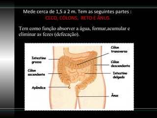 Mede cerca de 1,5 a 2 m. Tem as seguintes partes :  CECO, CÓLONS,  RETO E ÂNUS . Tem como função absorver a água, formar,acumular e eliminar as fezes (defecação). 