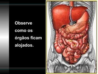 Observe como os órgãos ficam alojados. 