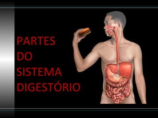PARTES  DO SISTEMA DIGESTÓRIO 
