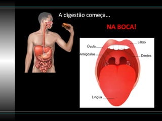 A digestão começa... NA BOCA! 