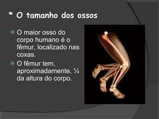 * O tamanho dos ossos O maior osso do corpo humano é o fêmur, localizado nas coxas. O fêmur tem, aproximadamente, ¼ da altura do corpo. 