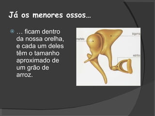 Já os menores ossos… …  ficam dentro da nossa orelha, e cada um deles têm o tamanho aproximado de um grão de arroz. 