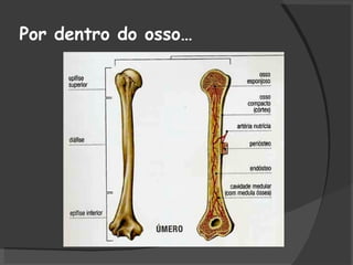 Por dentro do osso… 