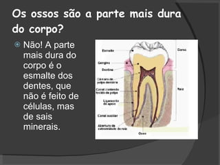 Os ossos são a parte mais dura  do corpo? Não!  A parte mais dura do corpo é o esmalte dos dentes, que não é feito de células, mas de sais minerais. 