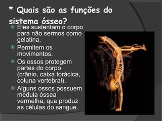 * Quais são as funções do sistema ósseo?  Eles sustentam o corpo para não sermos como gelatina. Permitem os movimentos. Os ossos protegem partes do corpo (crânio, caixa torácica, coluna vertebral). Alguns ossos possuem medula óssea vermelha, que produz as células do sangue. 