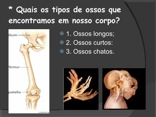 * Quais os tipos de ossos que encontramos em nosso corpo?  1. Ossos longos;  2. Ossos curtos:  3. Ossos chatos. 