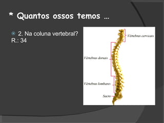 * Quantos ossos temos … 2. Na coluna vertebral?  R.: 34 