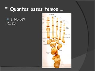 * Quantos ossos temos … 3. No pé? R.: 26  