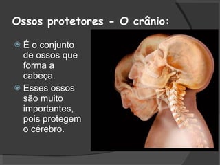 Ossos protetores - O crânio: É o conjunto de ossos que forma a cabeça. Esses ossos são muito importantes, pois protegem o cérebro.  