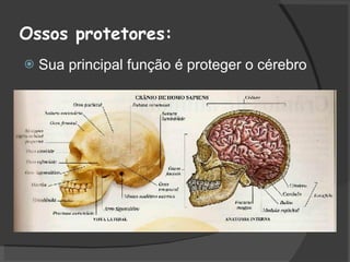 Ossos protetores: Sua principal função é proteger o cérebro 