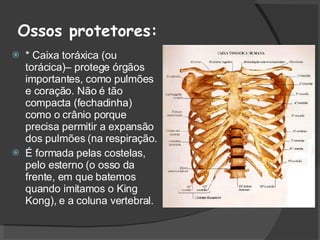Ossos protetores: * Caixa toráxica (ou torácica)– protege órgãos importantes, como pulmões e coração. Não é tão compacta (fechadinha) como o crânio porque precisa permitir a expansão dos pulmões (na respiração. É formada pelas costelas, pelo esterno (o osso da frente, em que batemos quando imitamos o King Kong), e a coluna vertebral. 