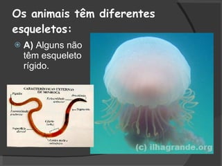 Os animais têm diferentes esqueletos: A)  Alguns não têm esqueleto rígido.  