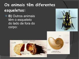 Os animais têm diferentes esqueletos: B)  Outros animais têm o esqueleto do lado de fora do corpo:  