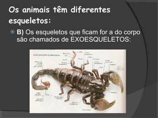 Os animais têm diferentes esqueletos: B)  Os esqueletos que ficam for a do corpo são chamados de EXOESQUELETOS:  