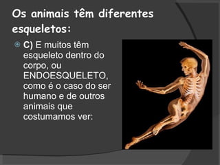 Os animais têm diferentes esqueletos: C)  E muitos têm esqueleto dentro do corpo, ou ENDOESQUELETO, como é o caso do ser humano e de outros animais que costumamos ver:  