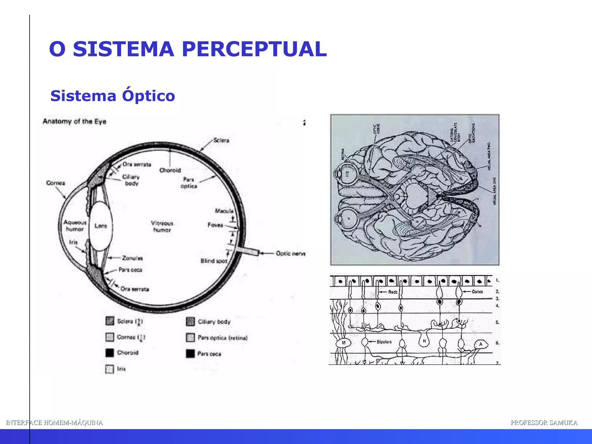 INTERFACE HOMEM-MÁQUINA PROFESSOR SAMUKA O SISTEMA PERCEPTUAL Sistema Óptico 