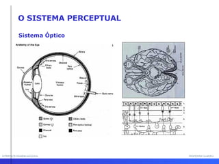 INTERFACE HOMEM-MÁQUINA PROFESSOR SAMUKA O SISTEMA PERCEPTUAL Sistema Óptico 