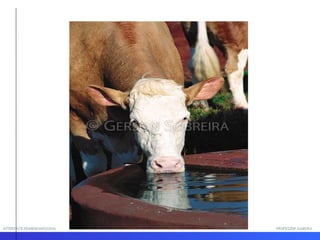 INTERFACE HOMEM-MÁQUINA PROFESSOR SAMUKA 