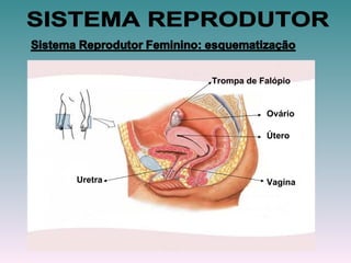 Trompa de Falópio Ovário Útero Uretra Vagina SISTEMA REPRODUTOR 