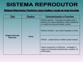SISTEMA REPRODUTOR Tipo Órgãos  Caracterização e Funções  Órgãos Sexuais Externos Vulva Orifício Genital -  Conexão da vagina para o exterior por onde é libertado o fluxo menstrual e a saída da criança durante o parto; Orifício Urinário – por onde é expulsa a urina; Clitóris – proporciona à mulher prazer sexual; Lábios superiores e inferiores – protegem a vagina de infecções bacterianas e ajudam na lubrificação; 