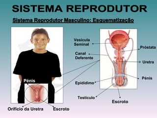 Uretra Epidídimo Testículo Escroto Vesícula Seminal Próstata Pénis Canal Deferente Escroto Pénis Orifício da Uretra SISTEMA REPRODUTOR 