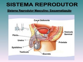 Vesícula Seminal Próstata Escroto Testículo Epidídimo Uretra Pénis Canal Deferente SISTEMA REPRODUTOR 