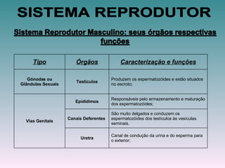 SISTEMA REPRODUTOR Tipo Órgãos Caracterização e funções Gónodas ou Glândulas Sexuais Testículos Produzem os espermatozóides e estão situados no escroto; Vias Genitais Epidídimos Responsáveis pelo armazenamento e maturação dos espermatozóides; Canais Deferentes  São muito delgados e conduzem os espermatozóides dos testículos às vesículas seminais. Uretra Canal de condução da urina e do esperma para o exterior; 