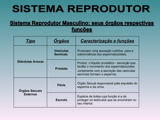 SISTEMA REPRODUTOR Tipo Órgãos Caracterização e funções Glândulas Anexas Vesículas Seminais  Produzem uma secreção nutritiva  para a sobrevivência dos espermatozóides; Próstata Produz  o líquido prostático - secreção que facilita o movimento dos espermatozóides; Juntamente com a secreção das vesículas seminais formam o esperma. Órgãos Sexuais Externos Pénis Órgão Sexual responsável pela expulsão do esperma e da urina.  Escroto Espécie de bolsa cuja função é a de proteger os testículos que se encontram no seu interior; 