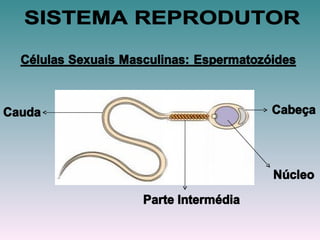 SISTEMA REPRODUTOR 