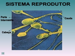 SISTEMA REPRODUTOR 