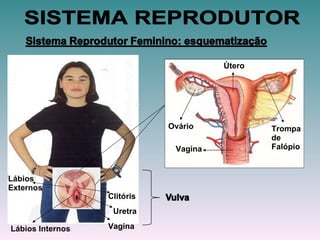 Vagina Uretra Clitóris Lábios Externos   Lábios Internos Ovário Vagina Útero   Trompa de Falópio SISTEMA REPRODUTOR 